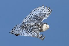 Small image of Snowy owls flies through the air showing the black stripes on its feathers.