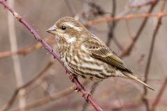 Small image of Female purple finch, that has brownish-grey coloring, sits on a thorny branch.