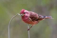 Small image of A male purple finch with raspberry red coloring perches on the wire handle of a backyard bird feeder.