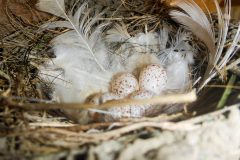 Small image of A cluster of five speckled barn swallow eggs sits at the bottom of a nest lined with white feathers.