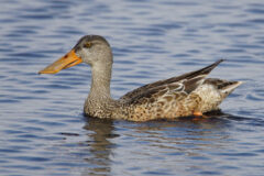 Small image of An adult female or immature northern shoveler.