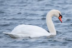 Small image of A mute swan swims in a body of water, a drop of water falling from its bill.