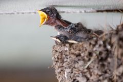 Small image of Barn swallow hatchlings whose feathers haven't grown in yet look out over the edge of their nest. One hatchling stands tall above the rest, its yellow bill wide open and begging for food.