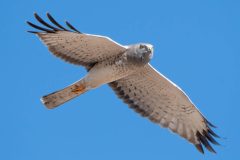 Small image of An underside view of a northern harrier in flight, silhouetted against a blue sky. Its eyes are yellow.