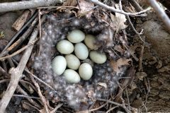 Small image of Nine pale eggs in a nest of twigs, dried leaves, and gray fluff from feathers.