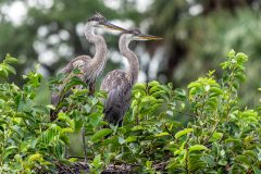 Small image of Two great blue herons perched atop a tree.