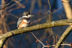 Small image of A female belted kingfisher perches on a tree branch, its brown belt extending across its white breast and below its blue wings.