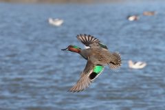 Small image of A male green-winged teal flies over a body of water in which other ducks can be seen but are out of focus. With its wings outstretched, this view emphasizes the vibrant green patches on both wings, some parts darker and brighter green in the light. The rest of the top feathers are gray.