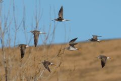 Small image of A side view of a group of greater yellowlegs in flight, legs stretched behind them and wings captured in upward, downward, and outward positions.