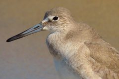 Small image of A female willet with a light beige face.