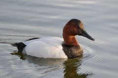 Small image of A male canvasback swims in a body of water. Its eyes are red and a water droplet hangs from its beak.