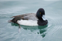 Small image of A male lesser scaup with black and white patterned feathers on its back and a darker U-shaped area at the tip of its bill.