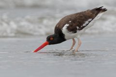 Small image of An American oystercatcher digs its long, reddish-orange bill into the sand after a retreating wave.