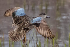 Small image of A blue-winged teal flies through a wetland, its distinctive blue shoulder patches visible on the front of its wings.