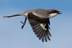 Small image of A loggerhead shrike in flight, black feet hanging below its body and wings outstretched.