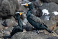 Small image of Two double-crested cormorants in breeding plumage stand in profile on a rocky shoreline, showing their teal eyes, orange featherless chin patches and small white tufts of feathers sticking out from the sides of their heads.