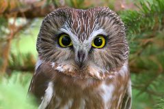 Small image of A closeup on the face of an adult northern saw-whet owl.