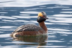 Small image of A horned grebe swimming during breeding season, with a rust-colored neck and body and black wings, in addition to the distinctive black head with yellowish stripe from eye to eye. The feathers in this stripe puff out a bit from the head.