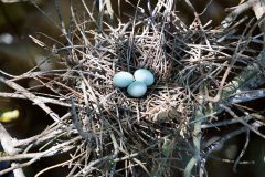 Small image of Three pale green heron eggs in a nest made of sticks.