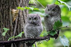 Small image of Two gray eastern screech-owls sit perched on a branch next to each other. They have wide yellow eyes.