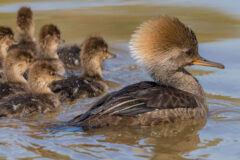 Small image of A female hooded merganser swims in front of its clutch of several young.