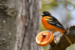 Small image of A male Baltimore oriole perches on an orange slice that has been stuck onto a tree branch to attract the bird.