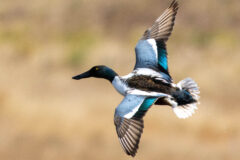 Small image of A male northern shoveler in flight, emphasizing its gray and vibrant blue bands on its wings.