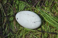 Small image of A white egg with dirt and an insect on it, nested in green grass.