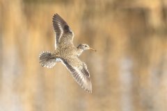 Small image of Spotted sandpiper flies through the air.