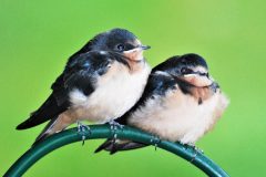 Small image of Two young, fluffy barn swallows perch at the top of a green shepherd's hook, their bills large and out of proportion to the size of thier heads.