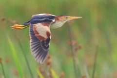 Small image of A least bittern in flight, wings outstretched.