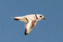 Small image of Piping plover flies through the air.