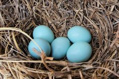 Small image of Eggs are a greenish turquoise color.