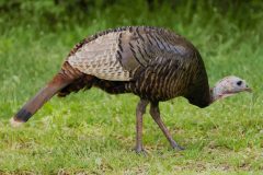 Small image of Female wild turkey looks for food in the grass.