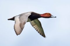 Small image of Redhead flies in the air.