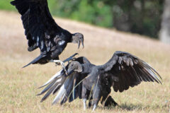 Small image of Two black vultures appear to be fighting in a field, with one vulture rising up to claw at the face of the other, whose wings are open in a defensive position.