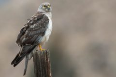 Small image of A male northern harrier perched on a wooden post. Its beak is yellow near the base and black through the hook. Its eyes are yellow.