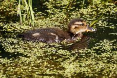 Small image of A juvenile green-winged teal, fluffy and largely brown with pale yellow on the sides of its head and spots along the wing, swims in a wetland. Its dark bill has light orange on the edge.