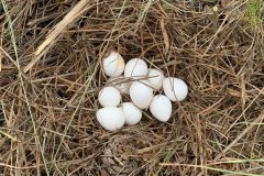 Small image of Ten white eggs in a nest of dried grasses.