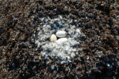 Small image of Three white eggs sit in a nest.