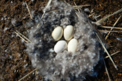 Small image of A cluster of four white brant eggs sits in a nest made of soft gray feathers, built on the ground.