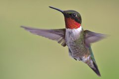 Small image of A rub-throated hummingbird hovers in the air.