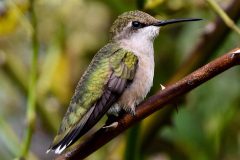 Small image of A female rub-throated hummingbird sits on a branch.