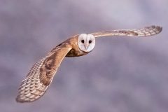 Small image of A barn owl flies through a blue-gray sky, its tan and white wings outstretched and its white, heart-shaped face looking directly at the camera.