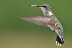 Small image of A female rub-throated hummingbird hovers in the air.