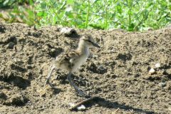 Small image of A juvenile willet walks over the dirt.