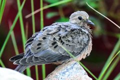 Small image of A juvenile mourning dove sits on a rock, displaying darker brown feathers and a more speckled appearance than adults.