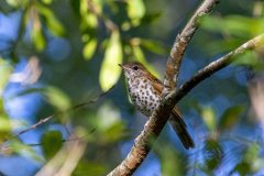 Small image of A wood thrush with cinnamon-colored feathers and brownish spots on its white belly perches on a branch.