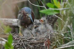 Small image of An adult green hero arrives at its nest of sticks, where two pale, downy chicks sit.