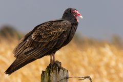 Small image of A turkey vulture sits on a fence post on a farm.